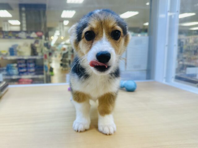 ウェルシュコーギー・ペンブローグ