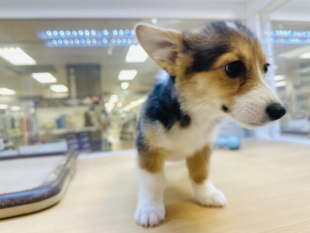 ウェルシュコーギー・ペンブローグ