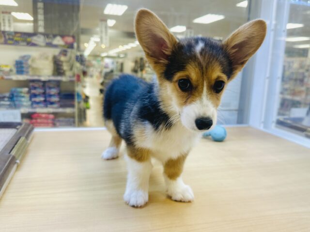 ウェルシュコーギー・ペンブローグ