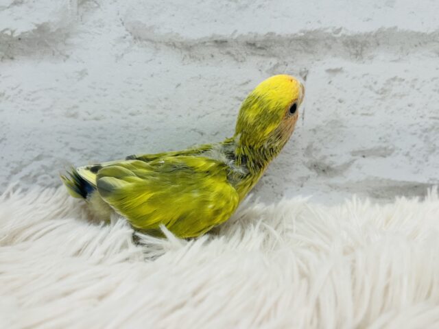 コザクラインコ（小桜インコ）