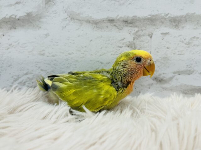 コザクラインコ（小桜インコ）
