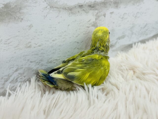 コザクラインコ（小桜インコ）