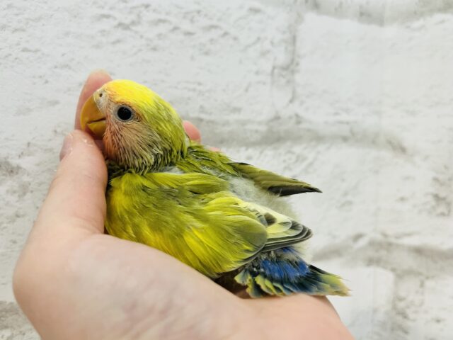 コザクラインコ（小桜インコ）