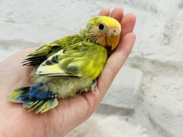 コザクラインコ（小桜インコ）