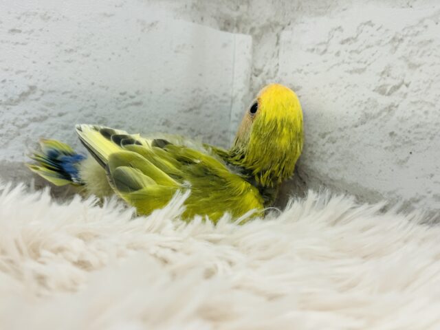 コザクラインコ（小桜インコ）