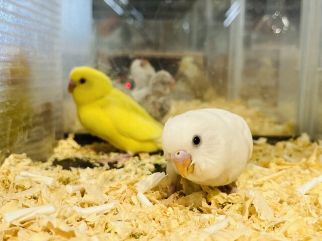 セキセイインコ