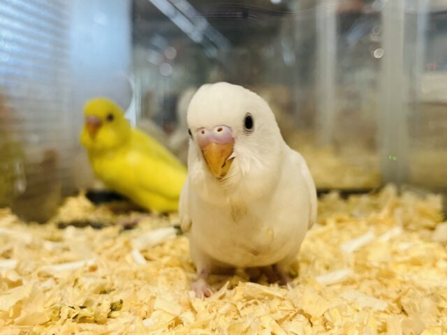 セキセイインコ