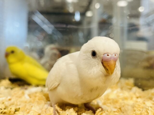 セキセイインコ