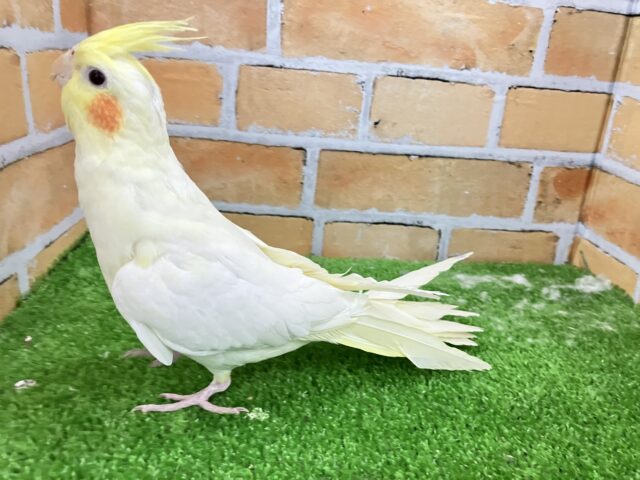 オカメインコ