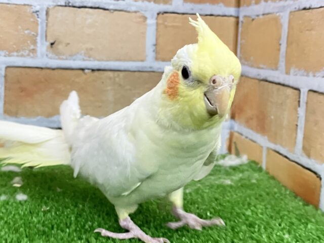 オカメインコ