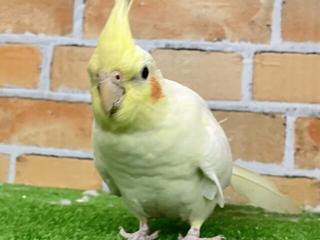 オカメインコ