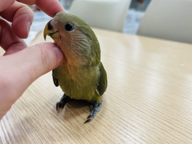 コザクラインコ（小桜インコ）
