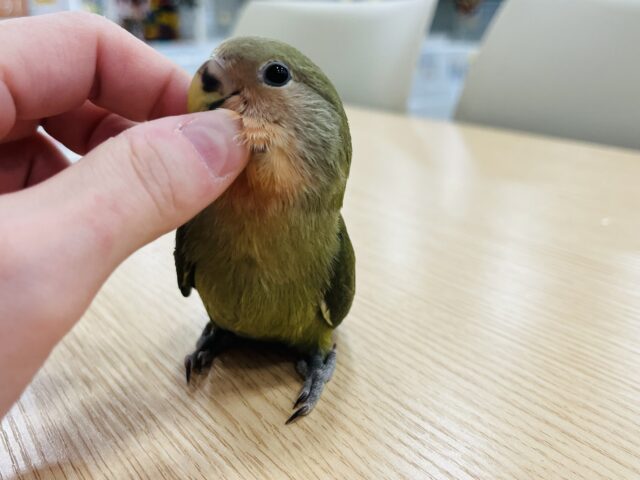 コザクラインコ（小桜インコ）