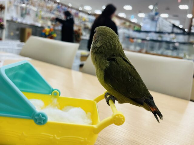 コザクラインコ（小桜インコ）