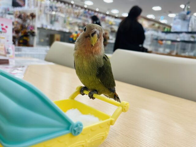 コザクラインコ（小桜インコ）