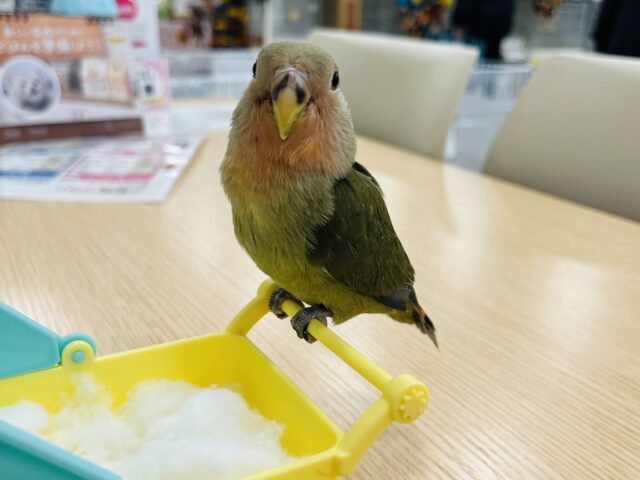 コザクラインコ（小桜インコ）