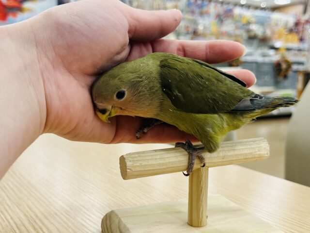 コザクラインコ（小桜インコ）