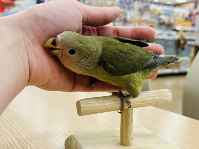 コザクラインコ（小桜インコ）