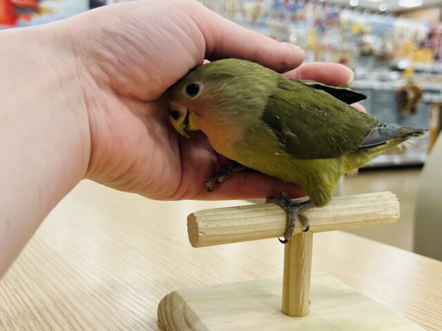 コザクラインコ（小桜インコ）