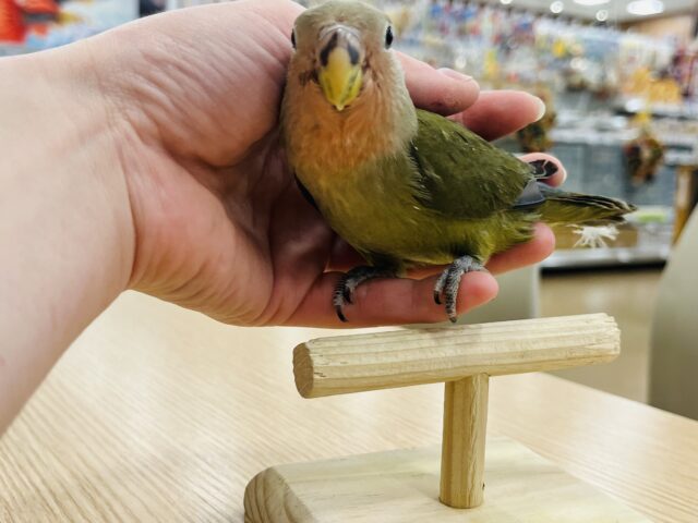 コザクラインコ（小桜インコ）