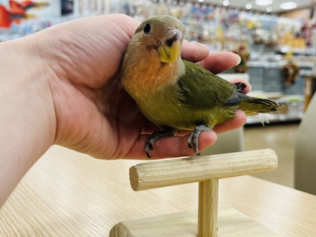 コザクラインコ（小桜インコ）