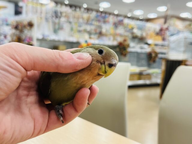 コザクラインコ（小桜インコ）