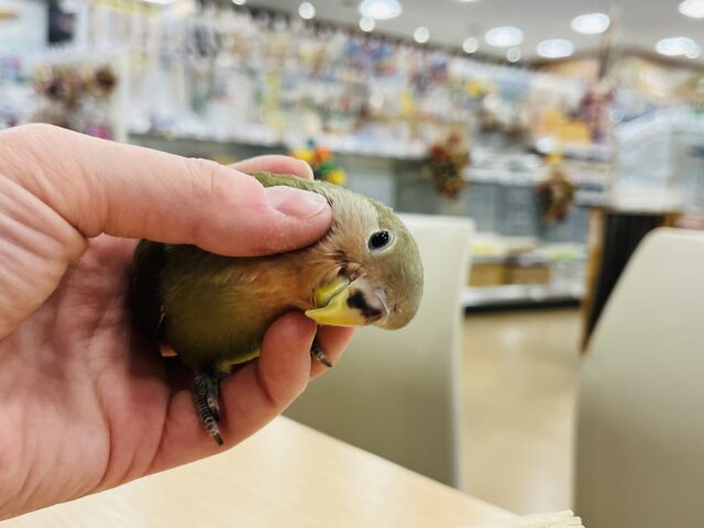 コザクラインコ（小桜インコ）