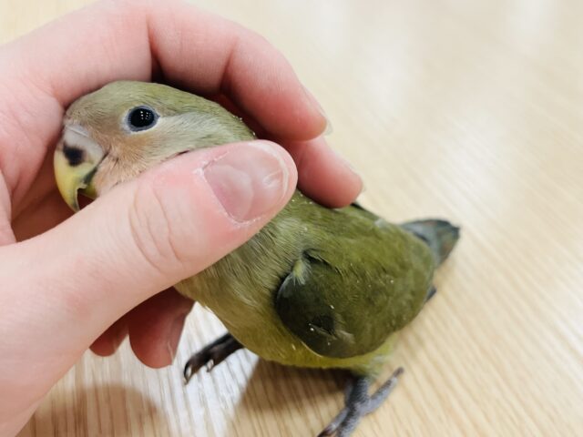 コザクラインコ（小桜インコ）