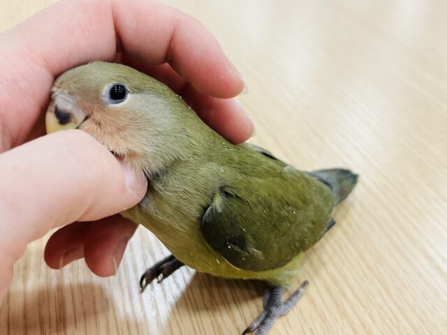コザクラインコ（小桜インコ）