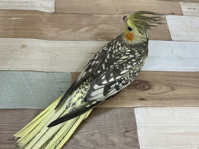 オカメインコ
