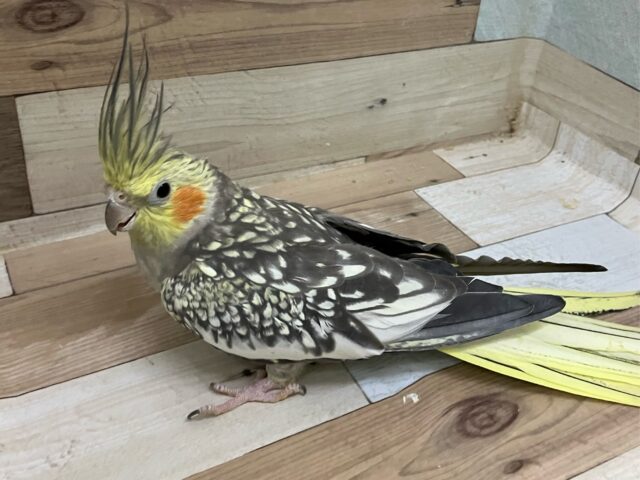 オカメインコ