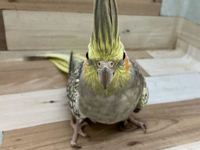 オカメインコ