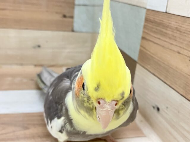 オカメインコ