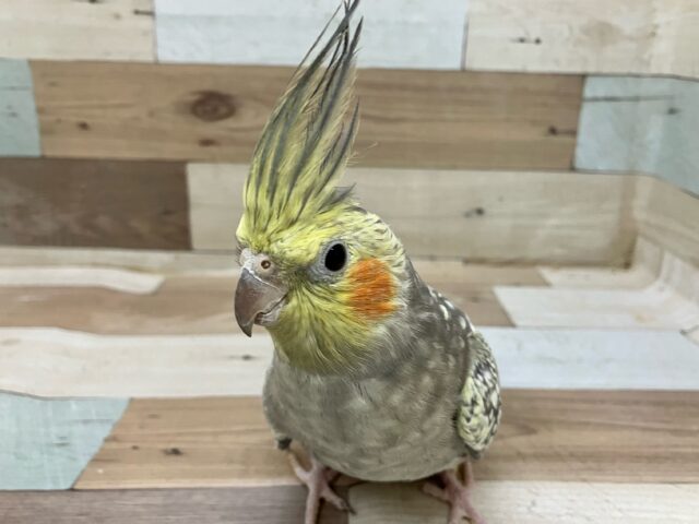 オカメインコ