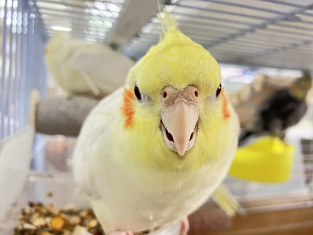 オカメインコ