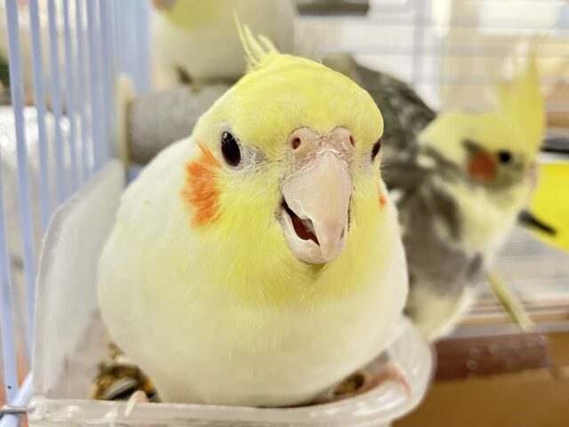 オカメインコ