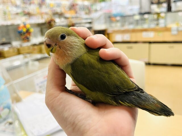 コザクラインコ（小桜インコ）