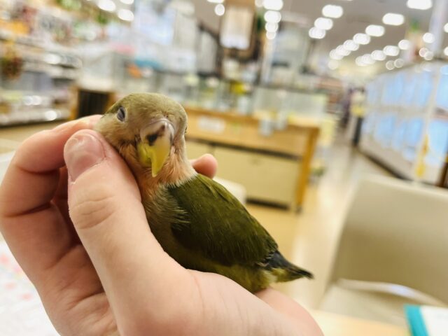 コザクラインコ（小桜インコ）