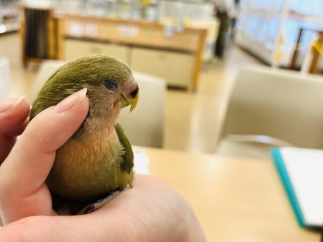コザクラインコ（小桜インコ）