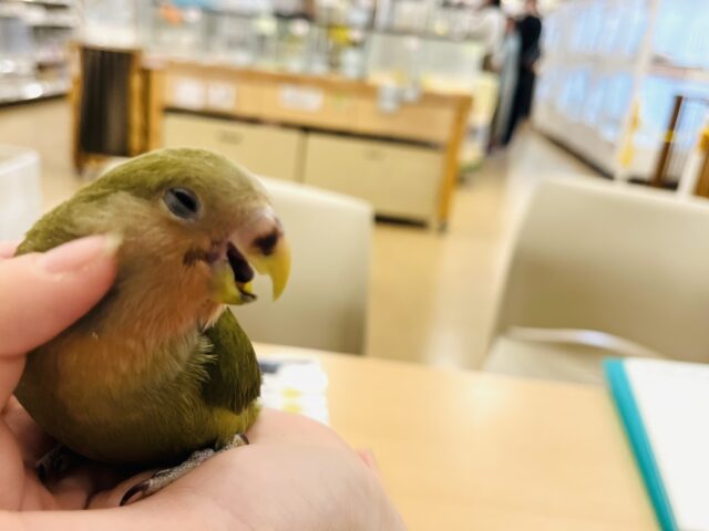 コザクラインコ（小桜インコ）