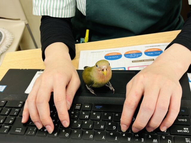 コザクラインコ（小桜インコ）
