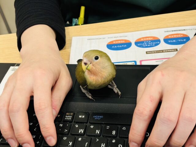 コザクラインコ（小桜インコ）