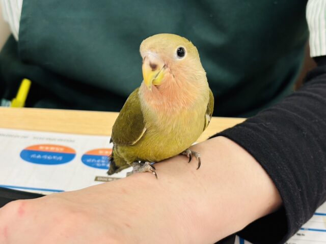 コザクラインコ（小桜インコ）