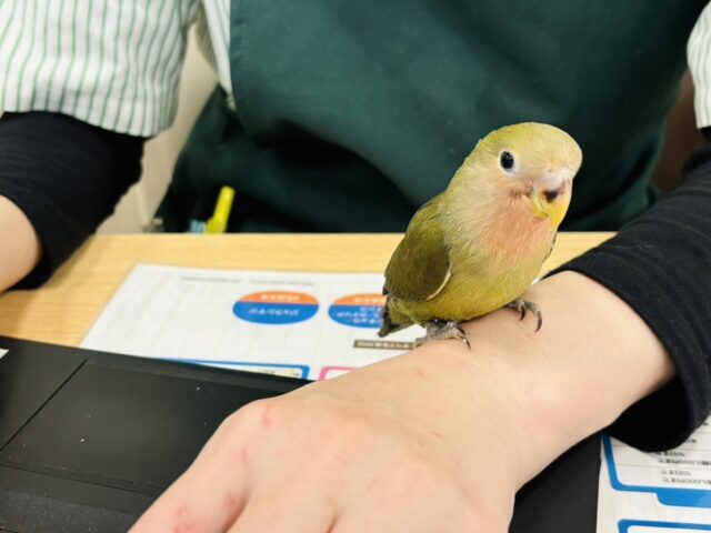 コザクラインコ（小桜インコ）