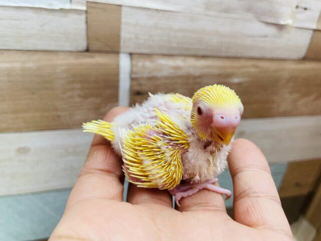 セキセイインコ