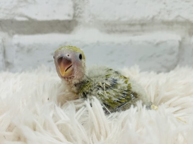 コザクラインコ（小桜インコ）