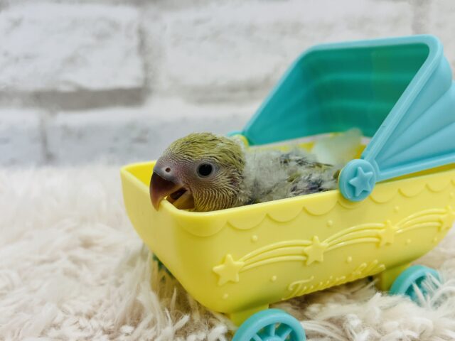 コザクラインコ（小桜インコ）