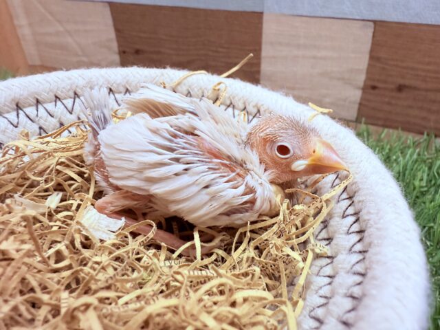 シルバーイノ文鳥