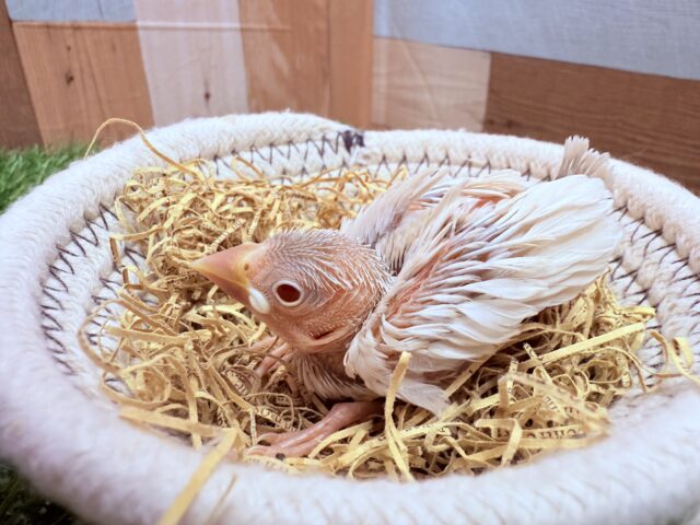 シルバーイノ文鳥