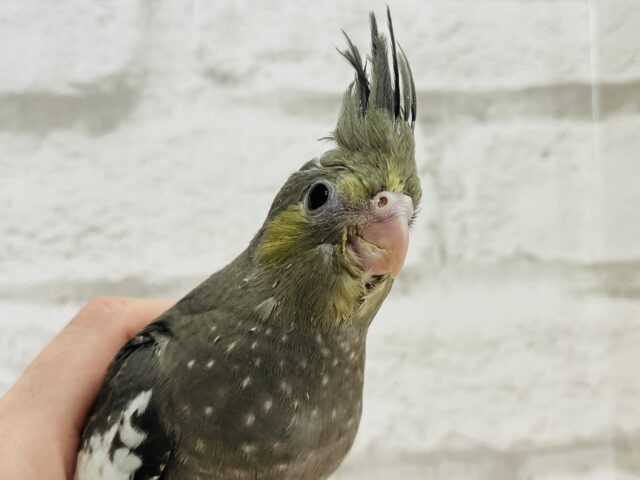 オカメインコ